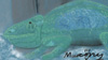 Bob The Cameleon
